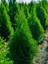 Videolu Muhteşem Kokulu Leylandi Çam Fidanı (30 40 Cm)1 Adet Tüplü Cupressocyparis Leylandii 4