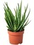 1 Adet Yetişkin Aloevera 3 Yaş Aloe Vera 1