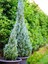 Videolu Leylandi Fidanı (35-50 Cm) 1 Adet Saksılı/tüplü Dış Mekanağaç Cupressocyparis Leylandii 2