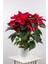 Videolu 1 Adet Atatürk Çiçeği Salon Hediyelik 35-55 cm Saksılı Iç Mekan Bitkileri Poinsettia 2