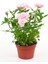 Videolu 1 Adet Canlı Pembe Bodur Gül Fidanı 20-40 cm Tüplü Çiçekli Bodur Bitkiler Pink Rose 5