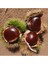 Tüplü Kestane Fidanı ( Marsol ) 3