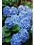Videolu 1 Adet Ithal Mavi Çiçekli Ortanca Çiçeği 30-50 cm Saksılı Çiçekli Bodur Bitkiler (Hydrangea) 1