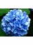 Videolu 1 Adet Ithal Mavi Çiçekli Ortanca Çiçeği 30-50 cm Saksılı Çiçekli Bodur Bitkiler (Hydrangea) 2