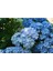 Videolu 1 Adet Ithal Mavi Çiçekli Ortanca Çiçeği 40-70 cm Saksılı Çiçekli Bodur Bitkiler (Hydrangea) 3
