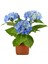 Videolu 1 Adet Ithal Mavi Çiçekli Ortanca Çiçeği 40-70 cm Saksılı Çiçekli Bodur Bitkiler (Hydrangea) 4