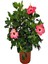 Sevgililer Gününe Özel Pembe Japon Gülü(Hibiscus Rosa) Helen Saksı Hediyeli 2