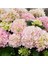 Videolu 1 Adet Açık Pembe Ortanca Çiçeği Fidanı 35-50 cm Saksılı Çiçekli Bodur Bitkiler Hydrangea 1