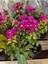 Begonvil Fidanı 40-60 cm - Fuşya Bougainvillea 3