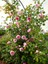 Videolu Pembe Ponpon Sarmaşık Gül Fidanı 1 Adet (80-120CM) Dış Mekan (Climbing Pink Ruffled Rose) 1