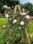 Videolu Pembe Ponpon Sarmaşık Gül Fidanı 1 Adet (80-120CM) Dış Mekan (Climbing Pink Ruffled Rose) 4