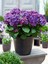 Videolu Eflatun Ortanca Çiçeği (30-50CM)1 Adet Saksılı /tüplü Çiçekli Bodur Bitki Rhododendron 1