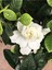 Videolu 1 Adet Salon Hediyesi Mis Kokulu Gardenya Çiçeği 20-40 cm Saksılı Iç Mekan Gardenia 2
