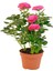 Videolu Gül Yoğun Kokulu Pembe Renkli (40 50 Cm)1 Adet Saksılı Aşılı Gül Pink Rose 1
