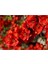 Serada Decor Plant Videolu 1 Adet Kırmızı Bahar Dalı Çiçeği Fidanı 30-60 cm Tüplü Çiçekli Bodur Bitkiler Spring Flowers 1