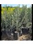 Videolu Trilya Zeytin Fidanı Bol Verimli (30 60 Cm)1 Adet Tüplü Dış Mekan Bitkisi Olive Sapling 5