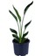 Starliçe - Starliçe Regina - Bitki Boyu 50-60 cm (Saksı Hariç) - Cennet Kuşu - Strelitzia Regina 1