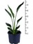 Starliçe - Starliçe Regina - Bitki Boyu 50-60 cm (Saksı Hariç) - Cennet Kuşu - Strelitzia Regina 2