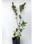 Serada Decor Plant Videolu Mor Leylak Çiçeği Fidanı (50 70CM )1 Adet Tüplü Dış Mekan Bitkisi Syringa Reticulata 4