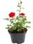 Videolu Yediveren Kırmızı Renk Kokulu ( 40 60 Cm) 3 Adet Saksılı Aşılı Gül Red Rose 1