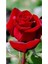 Videolu Yediveren Kırmızı Renk Kokulu ( 40 60 Cm) 3 Adet Saksılı Aşılı Gül Red Rose 2