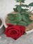 Videolu Yediveren Kırmızı Renk Kokulu ( 40 60 Cm) 3 Adet Saksılı Aşılı Gül Red Rose 4