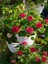 Serada Decor Plant Videolu Gül Fidanı Kokulu Kırmızı Renkli (40 65 Cm) Saksılı Aşılı Gül Red Rose 2