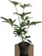 Şeflera 20-30 cm (Schefflera) Bitikisi 1
