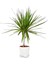 Marginata Dracaena Tek Gövde 30 cm Ev Bitkisi Salon Ofis Bitkisi 1