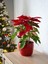 Videolu Kırmızı Çiçekli Atatürk Çiçeği (40 50 Cm)1 Adet Saksılı Çiçekli Bodur Bitki Poinsettia 2
