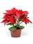 Videolu Atatürk Çiçeği Özel Gün Çiçeği (20 40 Cm)1 Adet Saksılı Çiçekli Bodur Bitki Poinsettia 4