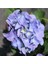 Videolu 1 Adet Ithal Mavi Çiçekli Ortanca Çiçeği 30-50 cm Saksılı Çiçekli Bodur Bitkiler (Hydrangea) 1