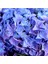 Videolu 1 Adet Ithal Mavi Çiçekli Ortanca Çiçeği 30-50 cm Saksılı Çiçekli Bodur Bitkiler (Hydrangea) 2