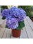 Videolu 1 Adet Ithal Mavi Çiçekli Ortanca Çiçeği 30-50 cm Saksılı Çiçekli Bodur Bitkiler (Hydrangea) 3