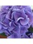 Videolu 1 Adet Ithal Mavi Çiçekli Ortanca Çiçeği 30-50 cm Saksılı Çiçekli Bodur Bitkiler (Hydrangea) 4