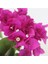 Serada Decor Plant Begonvil Fidanı Mor 25 cm Çiçek Bougainvillea 2