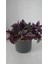 Serada Decor Plant Telgraf Çiçeği Askılı Saksı Tradescantia Zebrina Çiçeği 3