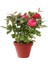 Videolu Yediveren Kokulu Pembe Renkli (20 40 Cm)2 Adet Aşılı Gül Pink Rose 1