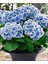 Ebruli Mavi Ortanca Çiçeği Fidanı Aşılı Tüplü (30-40CM Budanmış 12 Ay Dikilebilir) 1