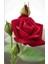 Aşılı Yediveren Kırmızı Gül Fidanı 1