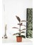 Ficus Elastica Belize- Alacalı Kauçuk Iç Mekan Süs Bitkisi 30- 40 cm 1