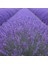 10 Adet Açık Köklü Angustifolia Lavanta Fidanı Fidesi 1