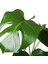 Serada Decor Plant Monstera Deliciosa Deve Tabanı Ev Ofis Salon Iç Mekan Bitkisi - 40-50 cm 3