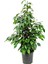 Benjamin Bitkisi 120 130 cm Ficus Benjamina Danielle Salon Bitkisi Ofis Bitkisi Ev Bitkisi 1