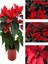 Videolu 1 Adet Sevgililer Gününe Özel Atatürk Çiçeği 30-40CM Saksılı Dikenler Tacı Hediye Poinsettia 3