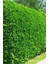 Videolu Leylandi Çit Çamı (20-40 Cm) 2 Adet Tüplü Dış Mekan Bitkisi Cupressocyparis Leylandii 1