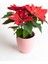 Videolu Atatürk Çiçeği (25 40 Cm)1 Adet Saksılı Hediyelik Canlı Çiçek Poinsettia 1