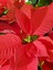 Videolu Atatürk Çiçeği (25 40 Cm)1 Adet Saksılı Hediyelik Canlı Çiçek Poinsettia 3
