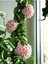 Mum Çiçeği Hoya / Pembe 10 -15CM Gübre ve Çiçek Tohumu Hediyeli 2