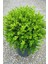 Şimşir 20-40 Cm(Buxus Japonica Rococo ) Dış Mekan Süs Bitkisi 1